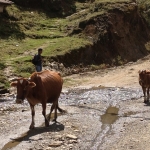 Animalische Passanten