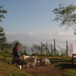 Sonnenaufgang mit Ziegen