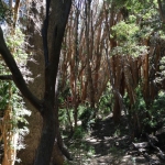 Geschützter Zauberwald