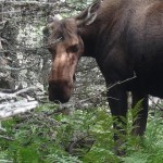 2017-08-11_kanada-51