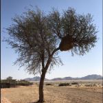 Siedelweberbaum